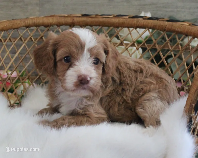 #1 Female (Autumn's) – Cavapoo puppy on hold in Paris, KY
