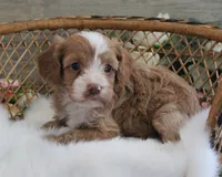 #1 Female (Autumn's), a female Cavapoo for sale in Paris, KY – 1 of 6