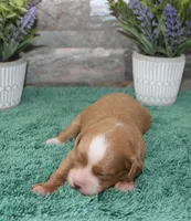 Patsys #3 Female, a female Cavapoo for sale in Paris, KY – 3 of 3