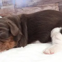 #1 Male (Lori's), a male Cavalier King Charles Spaniel for sale in Paris, KY – Photo 3 of 3