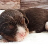 #1 Male (Lori's), a male Cavalier King Charles Spaniel for sale in Paris, KY – Photo 1 of 3