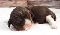 #1 Male (Lori's), a male Cavalier King Charles Spaniel for sale in Paris, KY – Photo 1 of 3