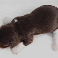 #1 Male (Lori's), a male Cavalier King Charles Spaniel for sale in Paris, KY – Photo 2 of 3