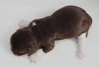 #1 Male (Lori's), a male Cavalier King Charles Spaniel for sale in Paris, KY – Photo 2 of 3