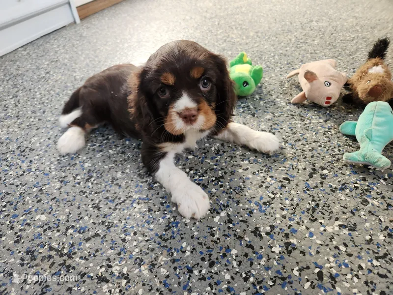 #1 Male (Lori's) – Cavalier King Charles Spaniel puppy for sale in Paris, KY
