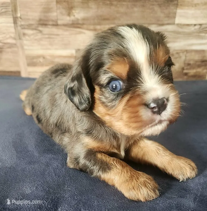 #2 Male (Lori's) – Cavalier King Charles Spaniel puppy for sale in Paris, KY
