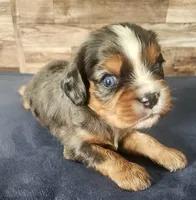 #2 Male (Lori's), a male Cavalier King Charles Spaniel for sale in Paris, KY – 1 of 3