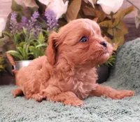 #1 Female (Ginger's), a female Cavapoo for sale in Paris, KY – 2 of 10
