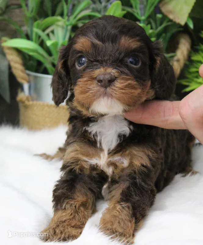#1 Male (Roxy's) – Cavapoo puppy for sale in Paris, KY