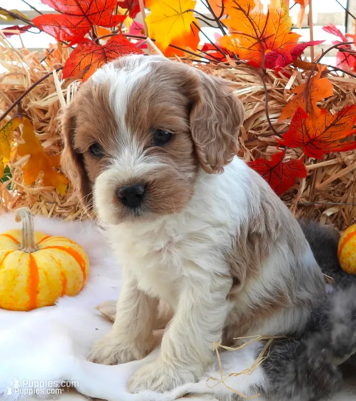 #3 Female (Leslie's) – Cockapoo puppy for sale in Paris, KY