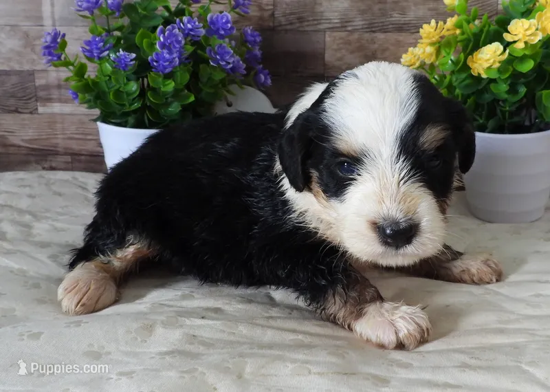 #2 Female (Splash's) – Miniature Bernedoodle puppy for sale in Paris, KY