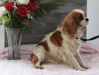 Marla Female, a female Cavalier King Charles Spaniel for sale in Paris, KY – 2 of 3