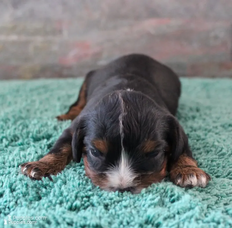 #2 Male Amber – Cavalier King Charles Spaniel puppy for sale in Paris, KY