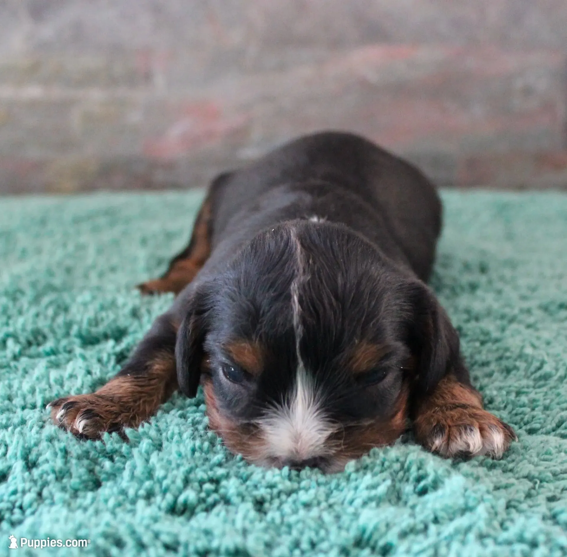 #2 Male Amber, a male Cavalier King Charles Spaniel for sale in Paris, KY – 1 of 2