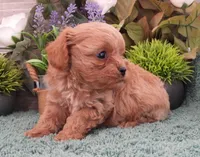 #1 Female (Ginger's), a female Cavapoo for sale in Paris, KY – 4 of 10