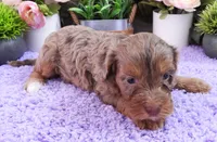 #2 Female (Dawn's), a female Cavapoo for sale in Paris, KY – 3 of 6
