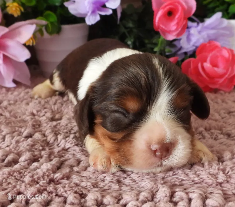#4 Male (Lulu's) – Cavalier King Charles Spaniel puppy for sale in Paris, KY