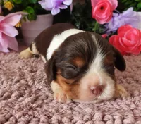 #4 Male (Lulu's), a male Cavalier King Charles Spaniel for sale in Paris, KY – 1 of 4