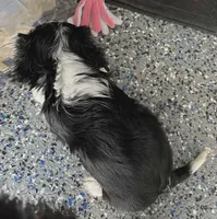 #2 Female (Percy's), a female Cavalier King Charles Spaniel for sale in Paris, KY – 3 of 3