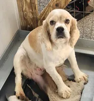 Leslie, a female Cocker Spaniel for sale in Paris, KY – 2 of 3