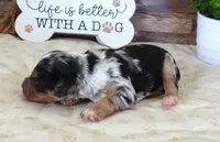 #3 Male (Barbie's), a male Cavapoo for sale in Paris, KY – 3 of 3