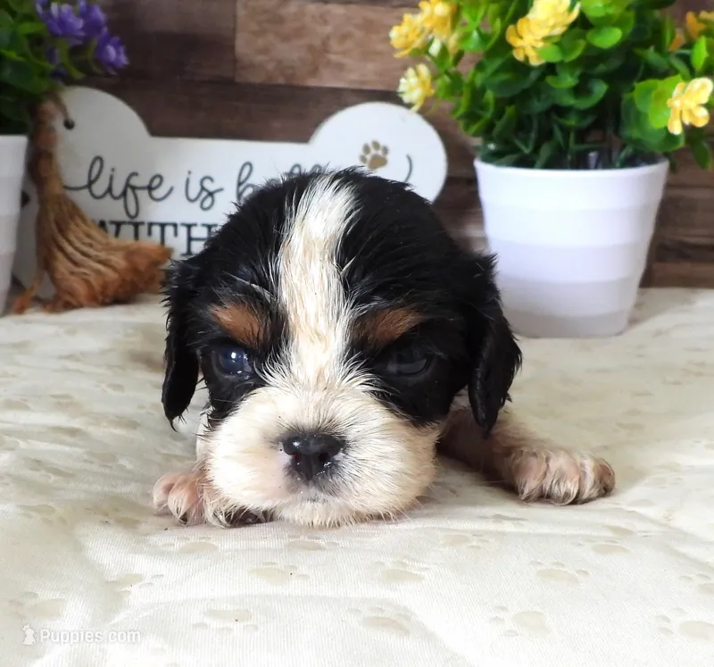 #2 Male (Lulu's) – Cavalier King Charles Spaniel puppy for sale in Paris, KY