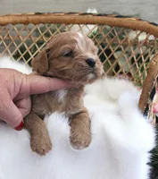 #2 Male (Evie's), a female Cavapoo for sale in Paris, KY – 2 of 3