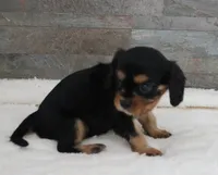 #5 Male (Ruby), a male Cavalier King Charles Spaniel for sale in Paris, KY – 2 of 9