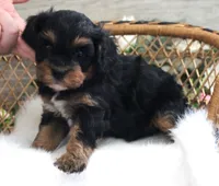 #6 Male (Autumn's), a male Cavapoo for sale in Paris, KY – 2 of 7