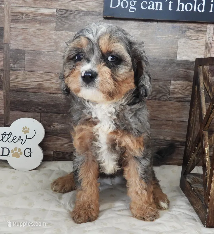 #1 Female (Whitney's) – Cavapoo puppy for sale in Paris, KY