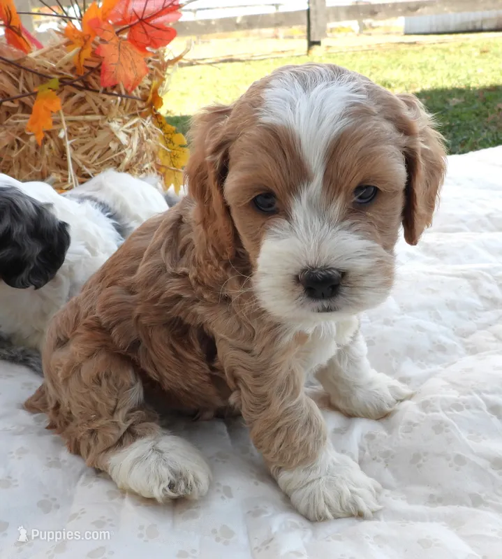 #5 Male (Leslie's) – Cockapoo puppy for sale in Paris, KY