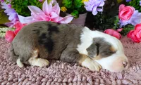 #6 Male (Splash's), a male Miniature Bernedoodle for sale in Paris, KY – 3 of 4