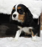 processed/df551651-31fe-4978-9099-764a7242ca24/listing/17c74ddd-e829-4307-9453-764826a66fd0/51ae2631-7899-4900-ae59-82c55f73d117