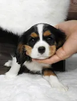 processed/df551651-31fe-4978-9099-764a7242ca24/listing/17c74ddd-e829-4307-9453-764826a66fd0/82ac2672-73c5-4a11-91d8-321a060642cc