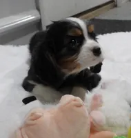 processed/df551651-31fe-4978-9099-764a7242ca24/listing/17c74ddd-e829-4307-9453-764826a66fd0/93d85559-8d40-4956-a586-94dadc6304e6