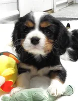 processed/df551651-31fe-4978-9099-764a7242ca24/listing/17c74ddd-e829-4307-9453-764826a66fd0/9fe45ba4-105d-4cc3-8df5-91907afcc825