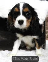 processed/df551651-31fe-4978-9099-764a7242ca24/listing/17c74ddd-e829-4307-9453-764826a66fd0/b2365513-f166-4676-a9e5-33d76dda2dc7