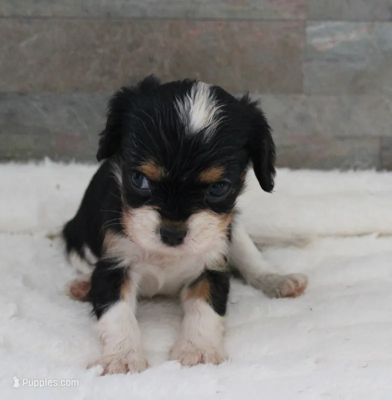 #3 Male (Ruby) – Cavalier King Charles Spaniel puppy for sale in Paris, KY