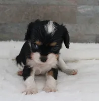 #3 Male (Ruby), a male Cavalier King Charles Spaniel for sale in Paris, KY – 2 of 10