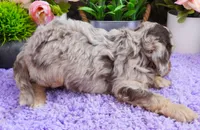 #3 Male (Dawn's), a male Cavapoo for sale in Paris, KY – 2 of 5