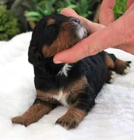 #3 Female (Suzy's), a female Cavapoo for sale in Paris, KY – 1 of 3