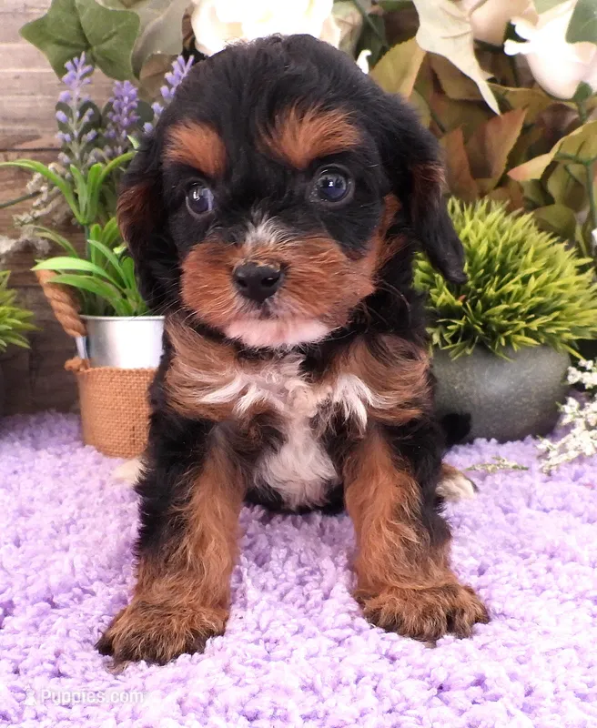#3 Female (Suzy's) – Cavapoo puppy on hold in Paris, KY