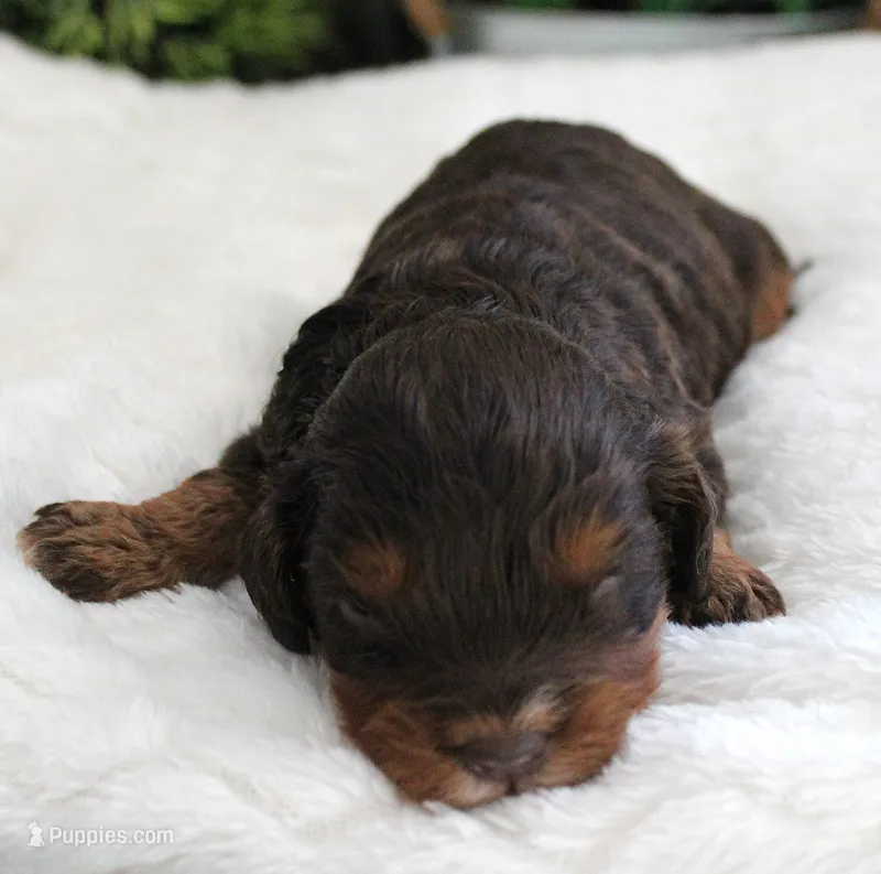 #1 Male (Roxy's) – Cavapoo puppy for sale in Paris, KY