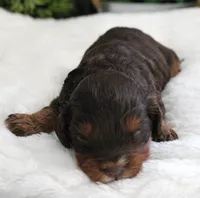 #1 Male (Roxy's), a male Cavapoo for sale in Paris, KY – 1 of 3