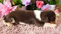 #4 Male (Lulu's), a male Cavalier King Charles Spaniel for sale in Paris, KY – 4 of 4