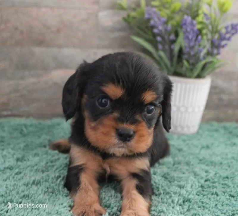#5 Male (Ruby) – Cavalier King Charles Spaniel puppy for sale in Paris, KY