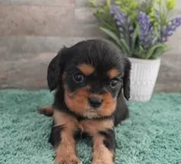 #5 Male (Ruby), a male Cavalier King Charles Spaniel for sale in Paris, KY – 4 of 9