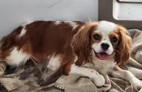 Heidi, a female Cavalier King Charles Spaniel for sale in Paris, KY – 1 of 2