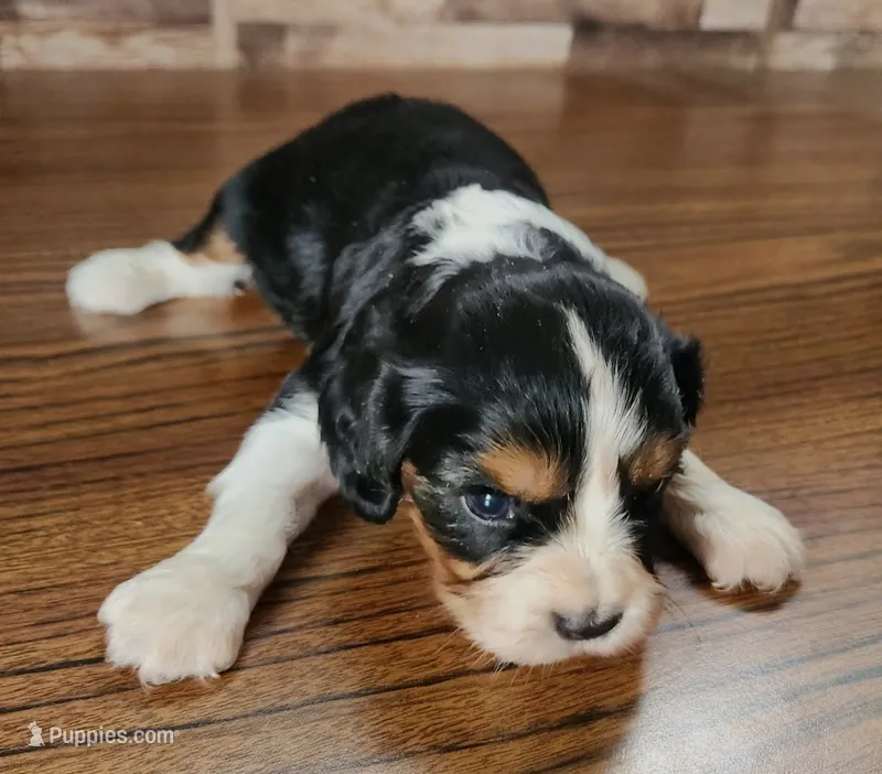 #1 Male (Lori's) – Cavalier King Charles Spaniel puppy for sale in Paris, KY