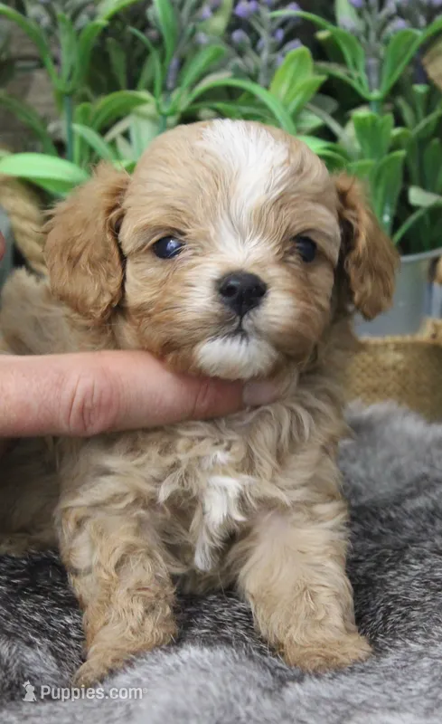 #4 Male (Ginger's) – Cavapoo puppy for sale in Paris, KY